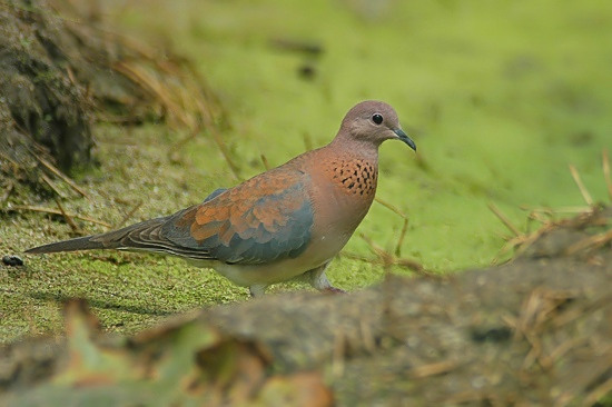 Laughing Dove.JPG